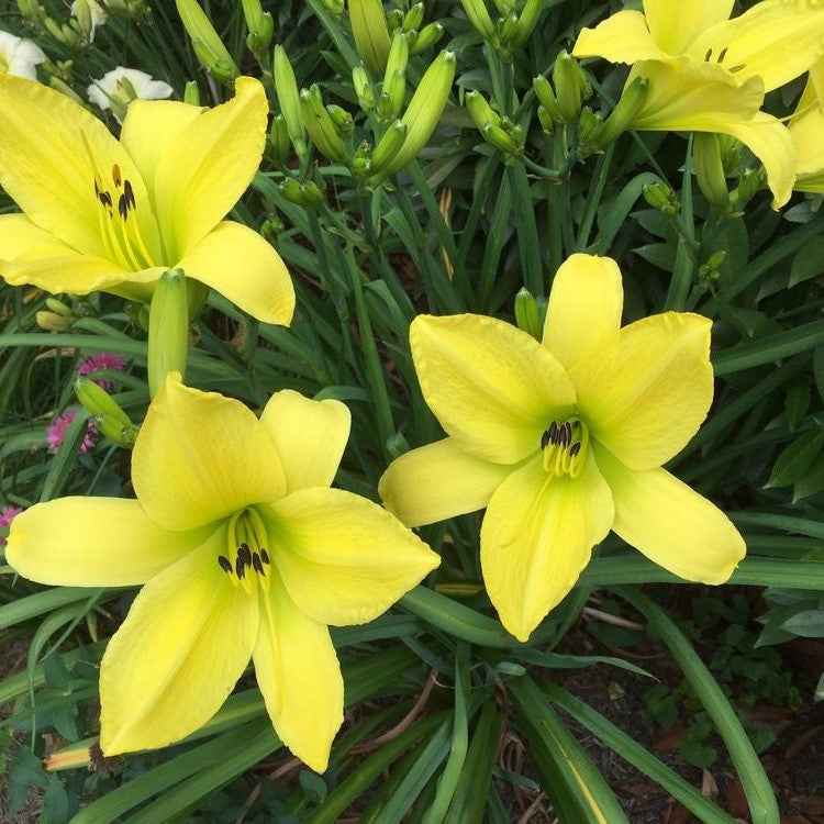  Hemerocallis 'Hyperion' (Bulbs)