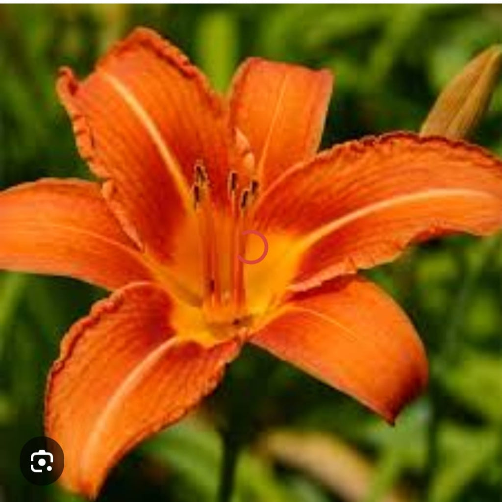  Hemerocallis 'Kwanso' (Bulbs)