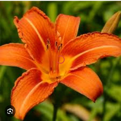  Hemerocallis 'Kwanso' (Bulbs)