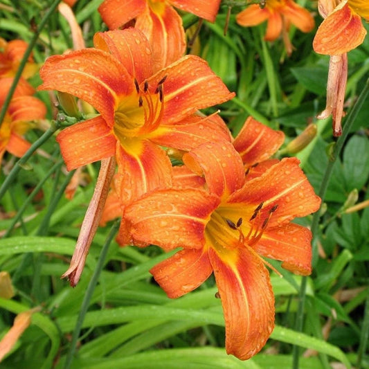  Hemerocallis 'Kwanso' (Bulbs)