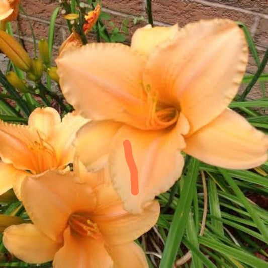  Hemerocallis 'Sombrero Way' (Bulbs)