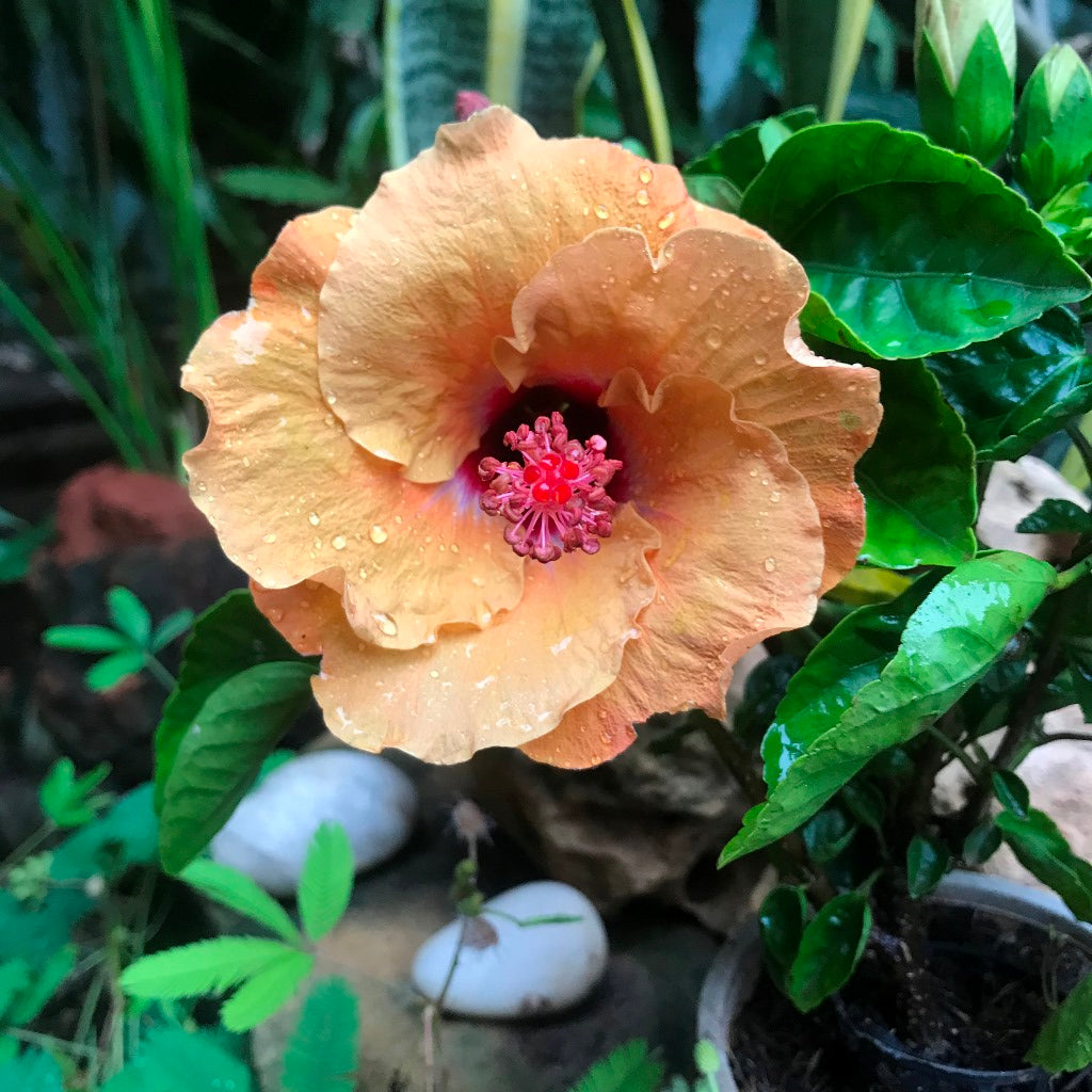  Hibiscus Tahitian French Toast Plant