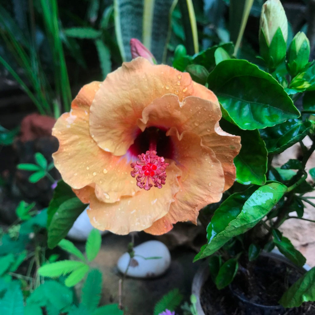  Hibiscus Tahitian French Toast Plant
