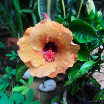  Hibiscus Tahitian French Toast Plant