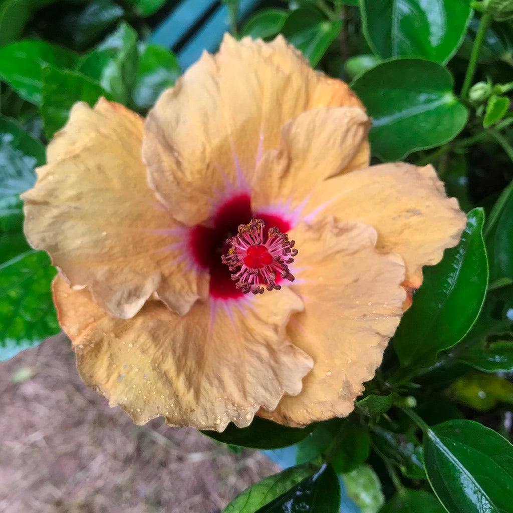  Hibiscus Tahitian French Toast Plant