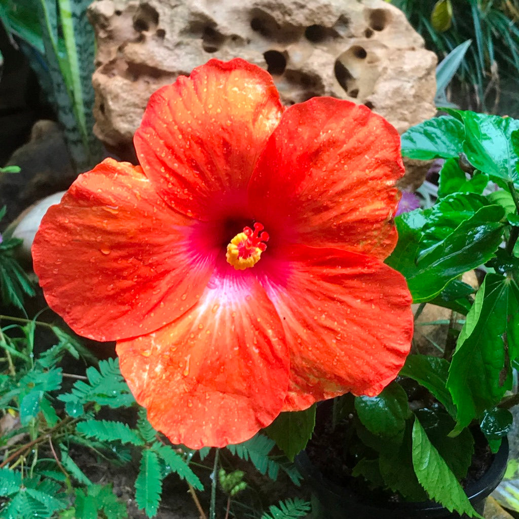  Hibiscus Colossus Plant