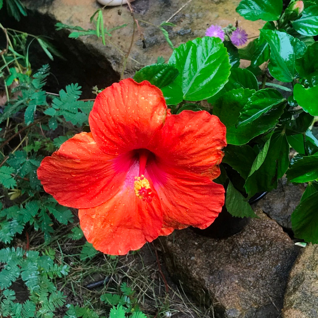  Hibiscus Colossus Plant