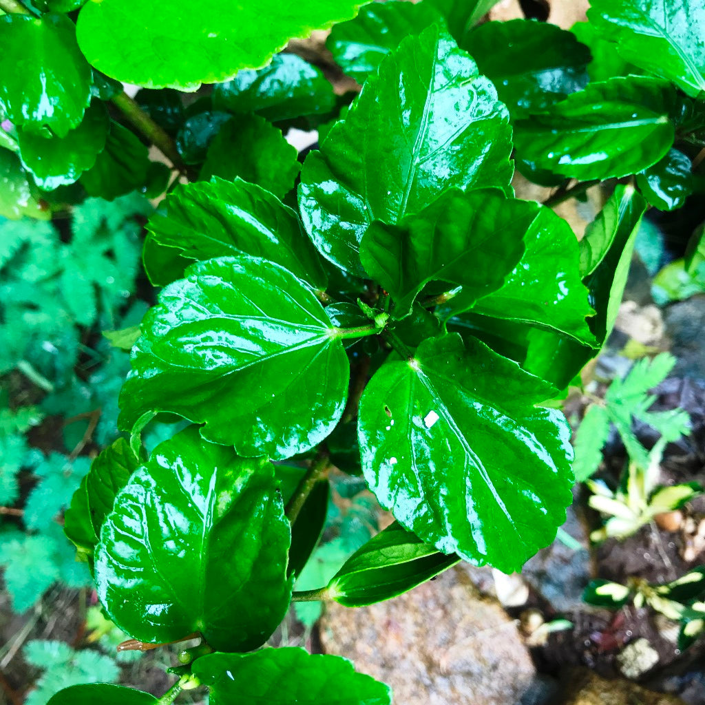  Hibiscus Colossus Plant