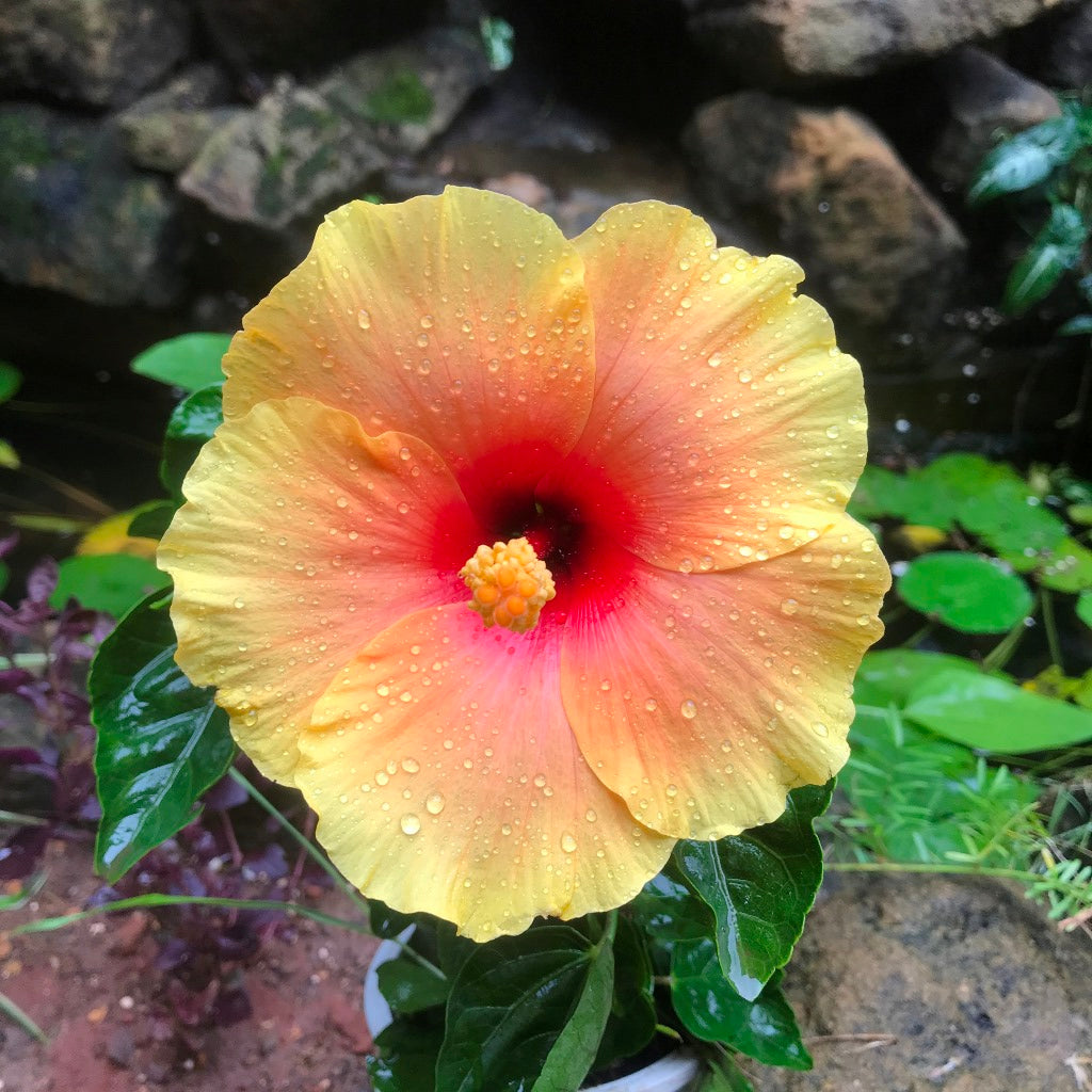  Hibiscus Lemon Drop Plant