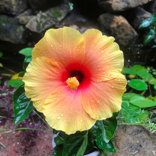  Hibiscus Lemon Drop Plant