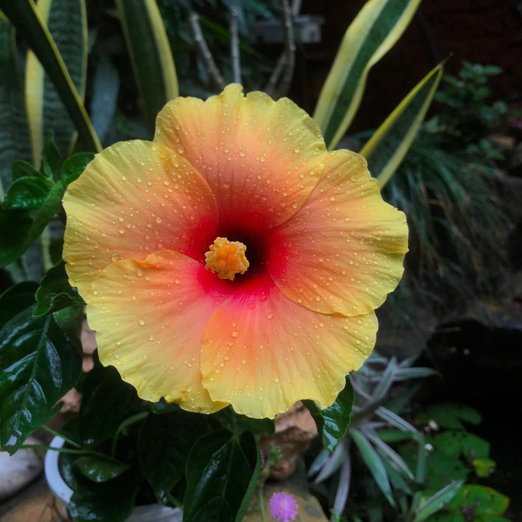  Hibiscus Lemon Drop Plant