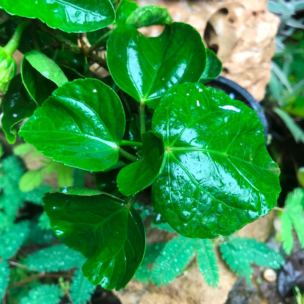  Hibiscus Lemon Drop Plant