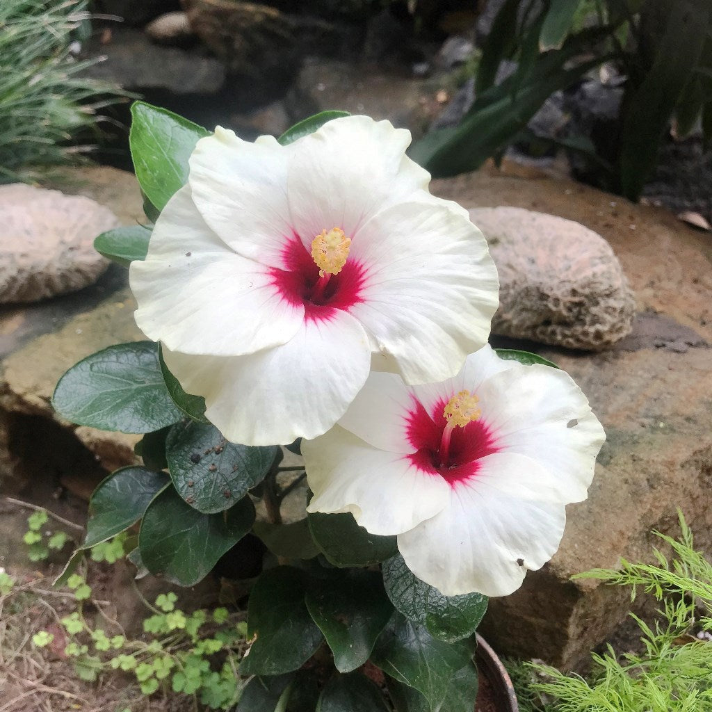  Hibiscus Luna White Plant