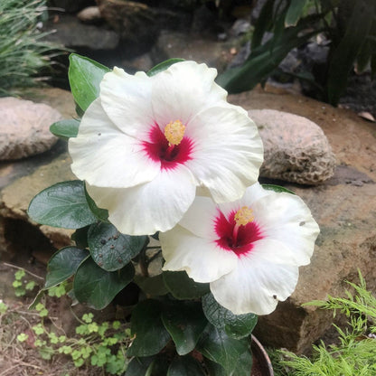  Hibiscus Luna White Plant