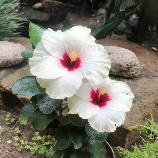  Hibiscus Luna White Plant