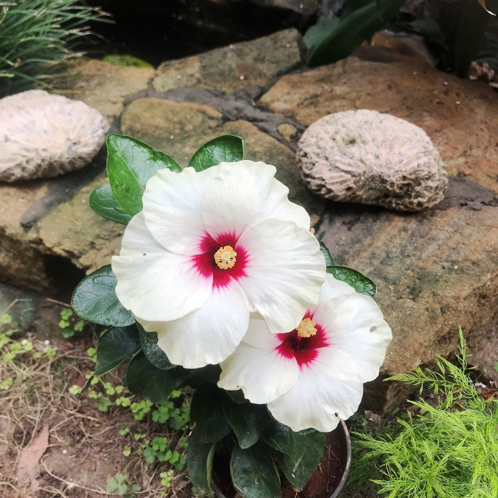  Hibiscus Luna White Plant