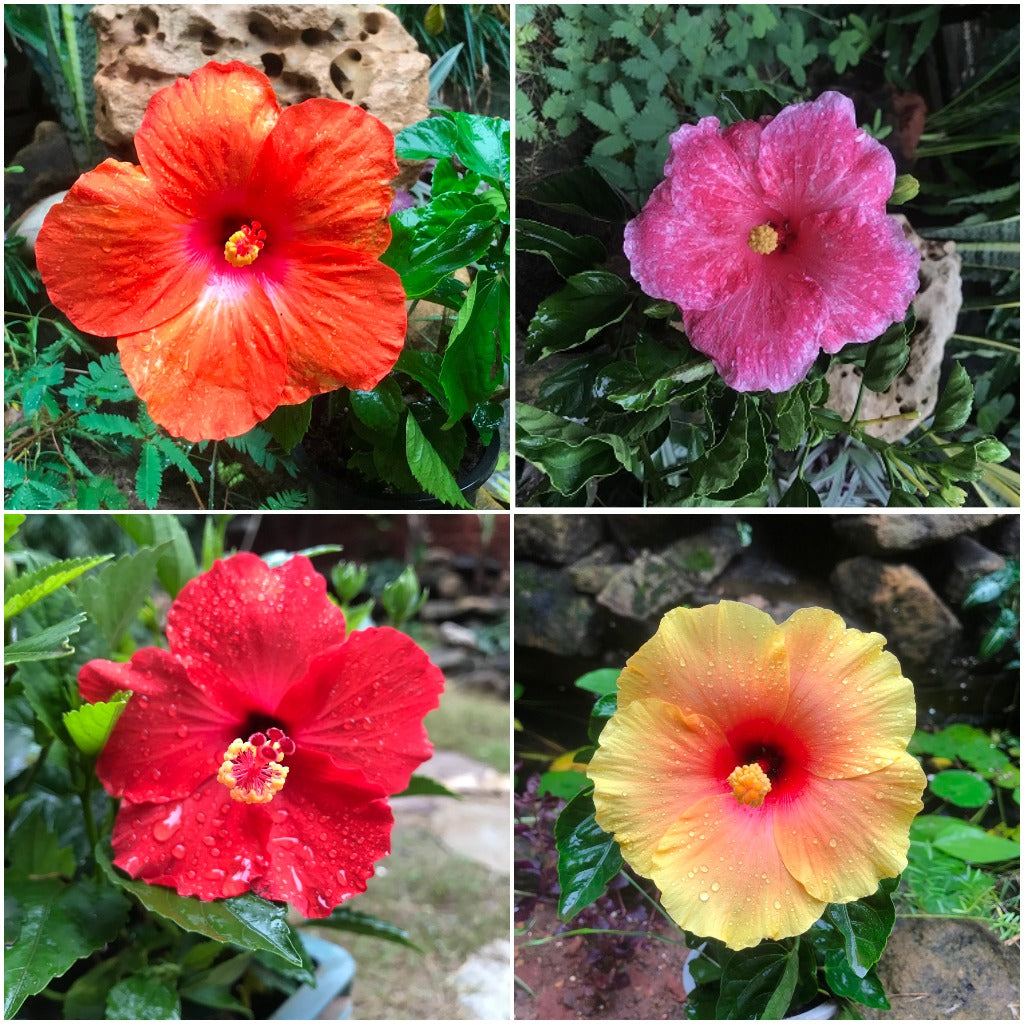  Assorted Hibiscus Mystic Pink+Tahitian French Toast+Exotic Red +Colossus Pack Of 4 Plants