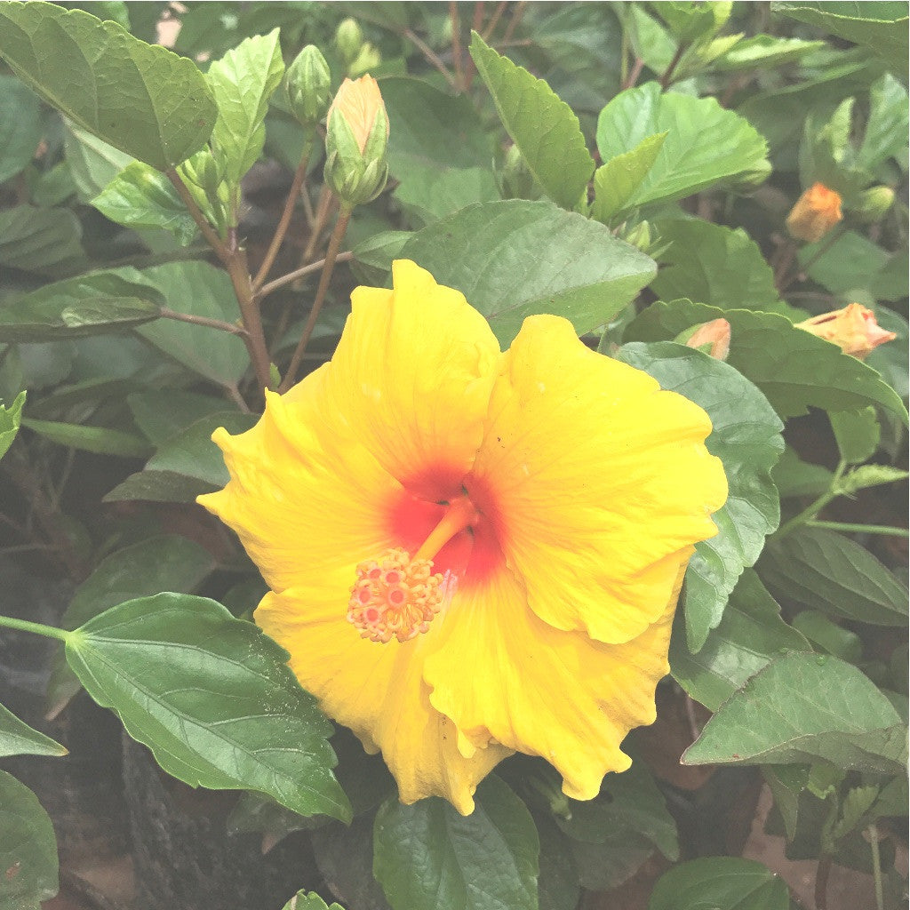  Hibiscus Cape Coral Plant