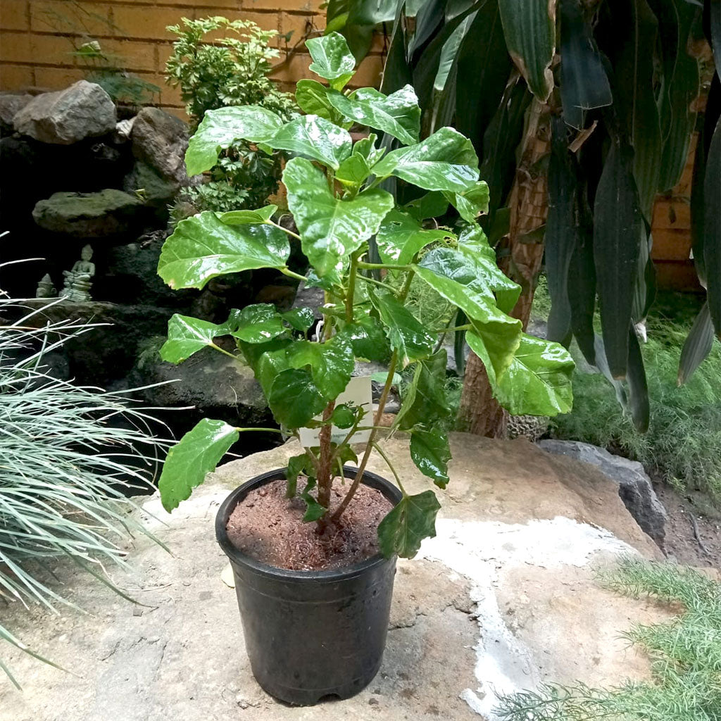  Hibiscus Saffron Twist Plant