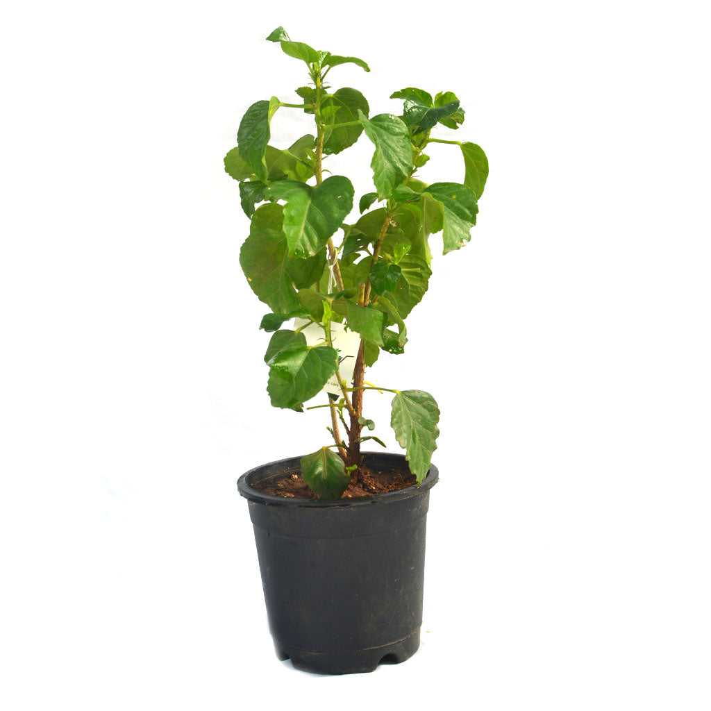  Hibiscus Secret Heart Plant