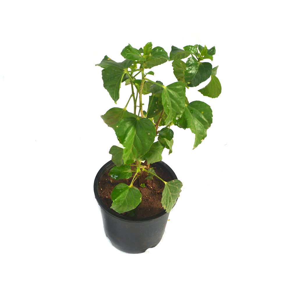  Hibiscus Amour Plant