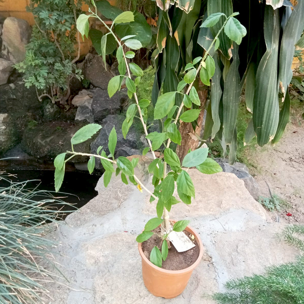 Hibiscus Schizopetalus Plant