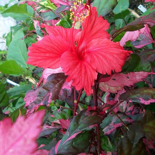  Hibiscus Variegated Cooperi Plant