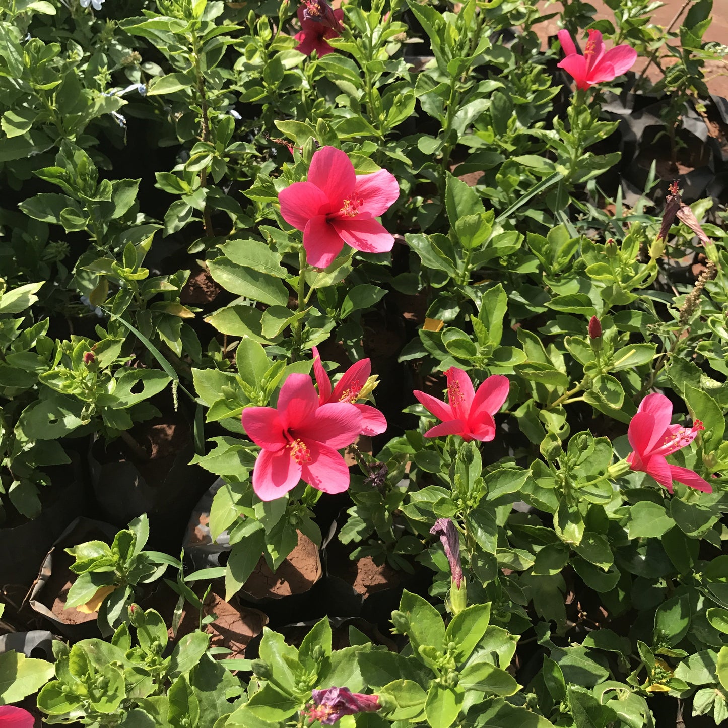  Hibiscus Dwarf Plant