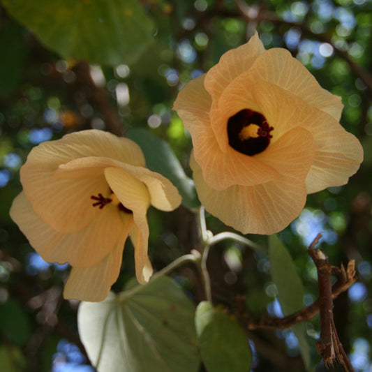  Hibiscus Tiliaceus Variegata (Bola)
