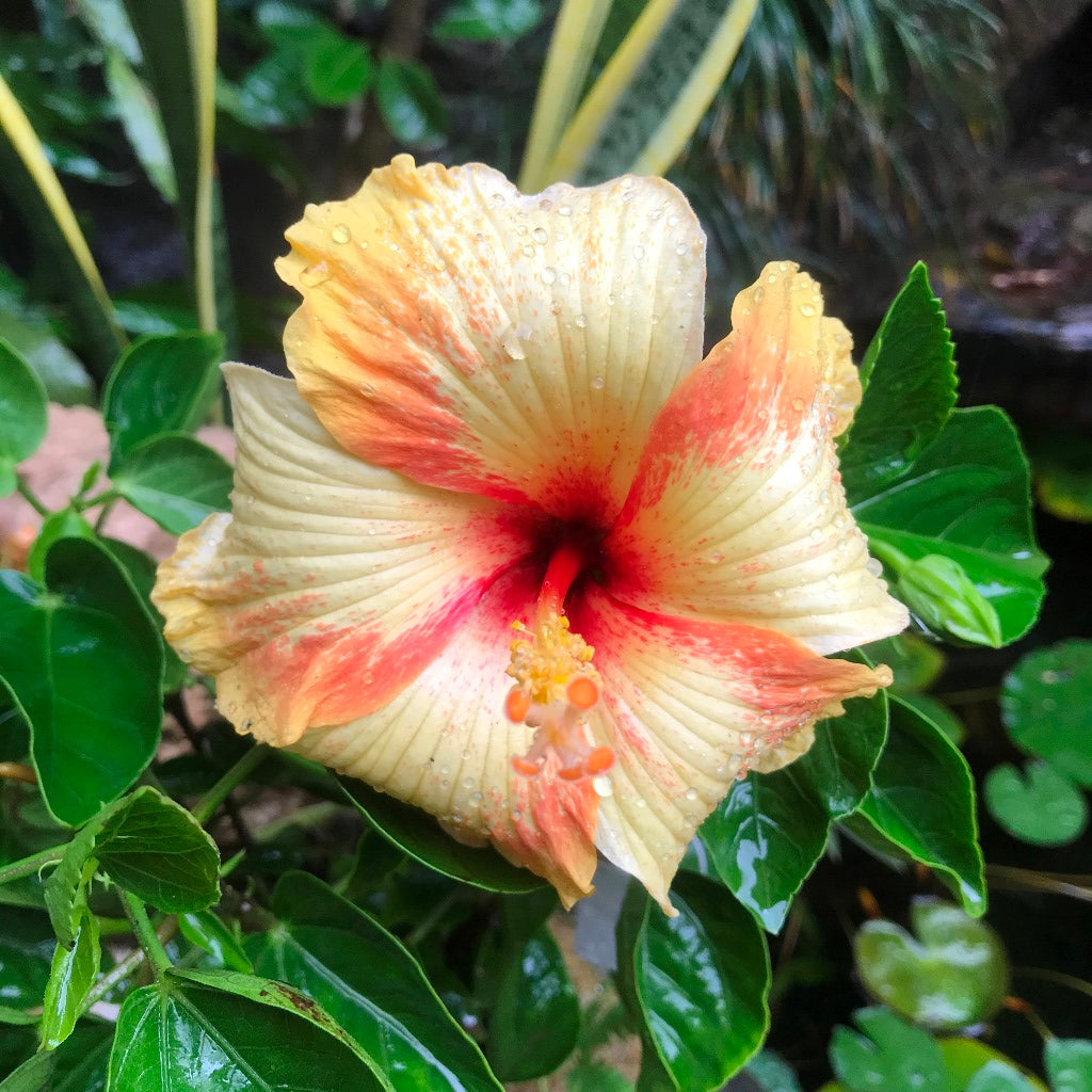  Hibiscus Saffron Twist Plant