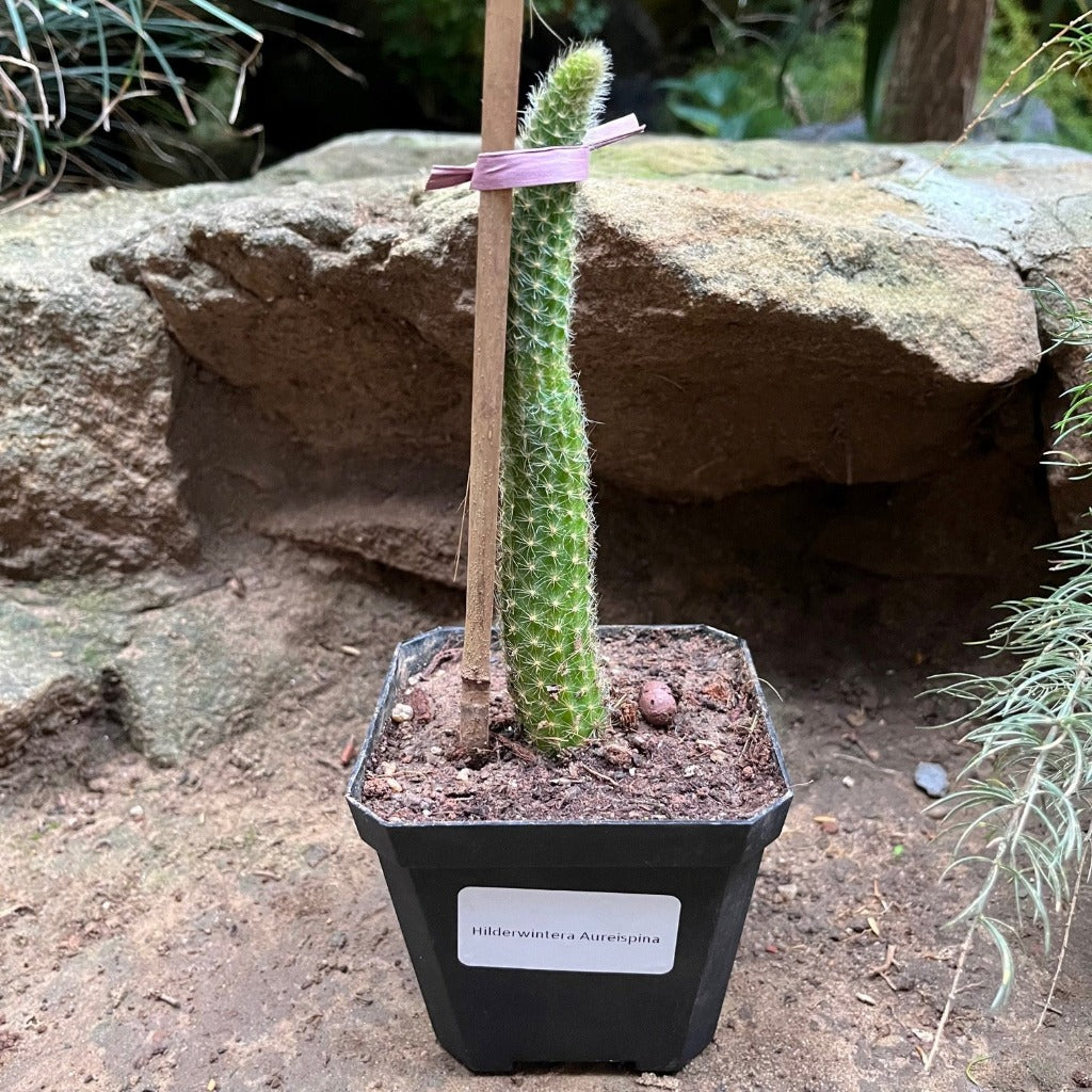  Hilderwintera Aureispina Cactus Plant