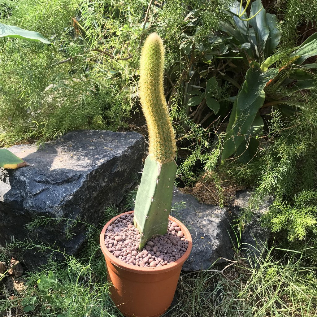  Hilderwintera Aureispina Cactus Plant