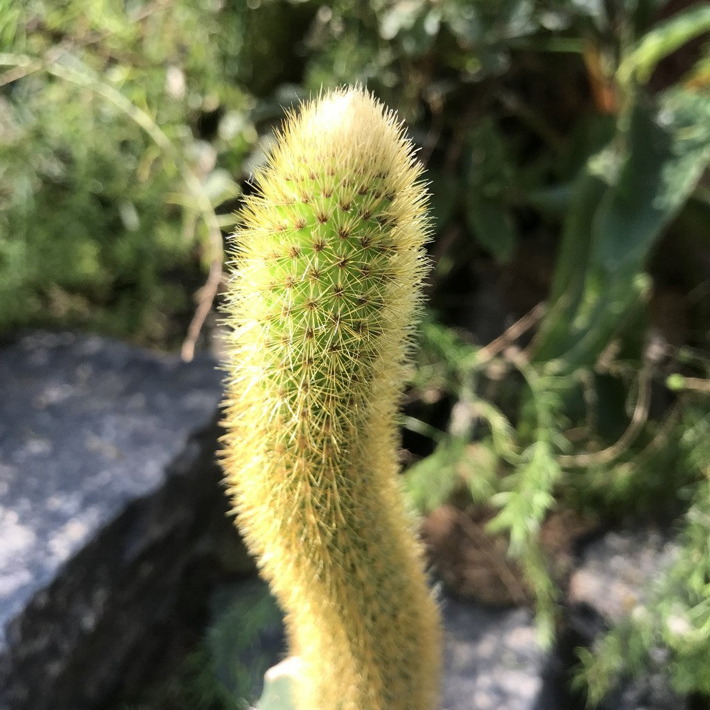  Hilderwintera Aureispina Cactus Plant