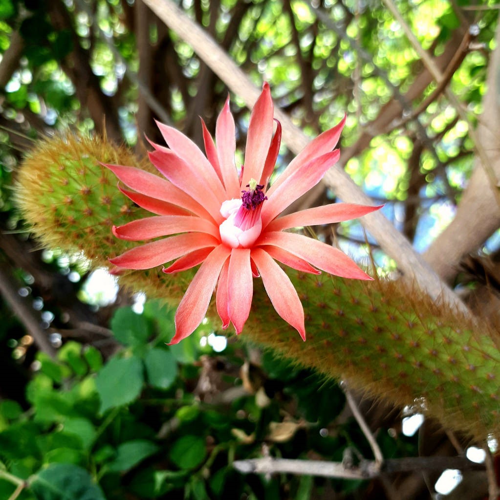  Hilderwintera Aureispina Cactus Plant