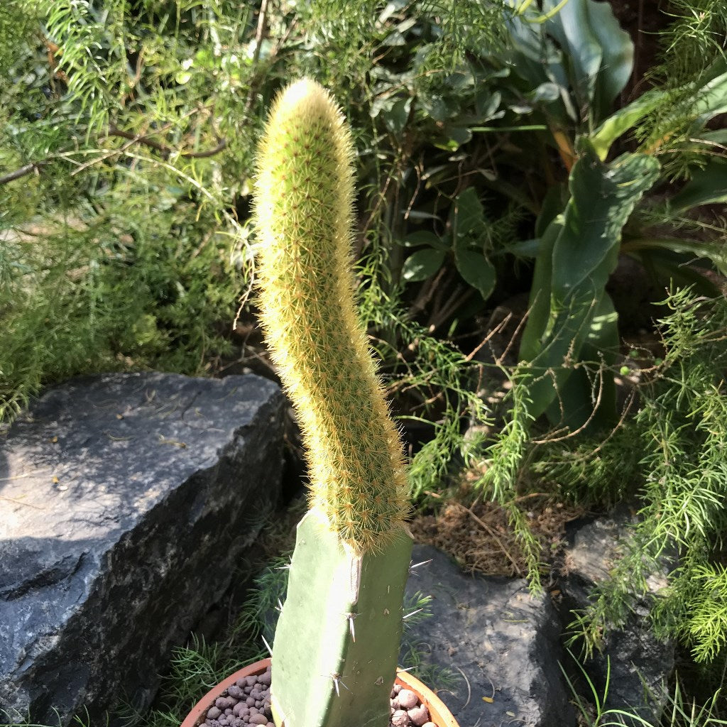  Hilderwintera Aureispina Cactus Plant