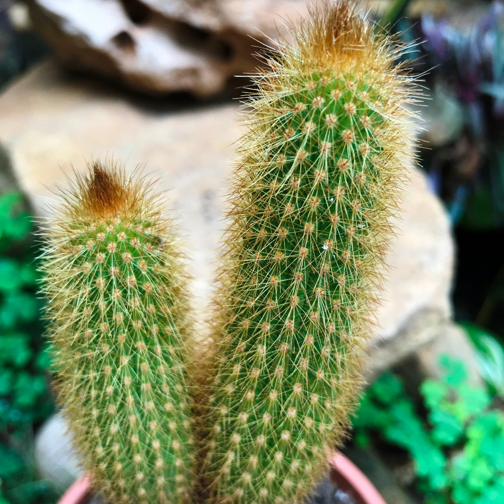  Hilderwintera Aureispina Cactus Plant