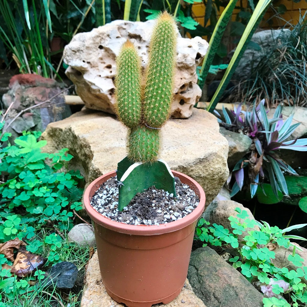  Hilderwintera Aureispina Cactus Plant