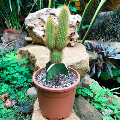  Hilderwintera Aureispina Cactus Plant