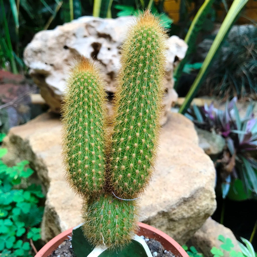  Hilderwintera Aureispina Cactus Plant