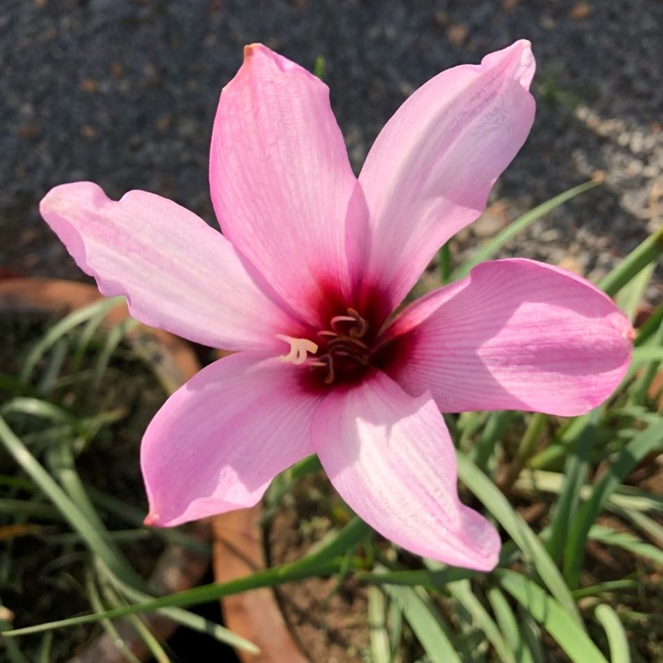  Rain Lily 'Holland' (Bulbs)