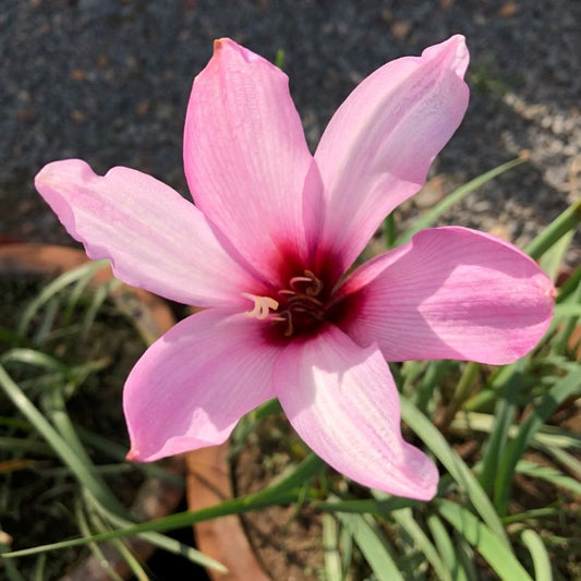  Rain Lily 'Holland' (Bulbs)