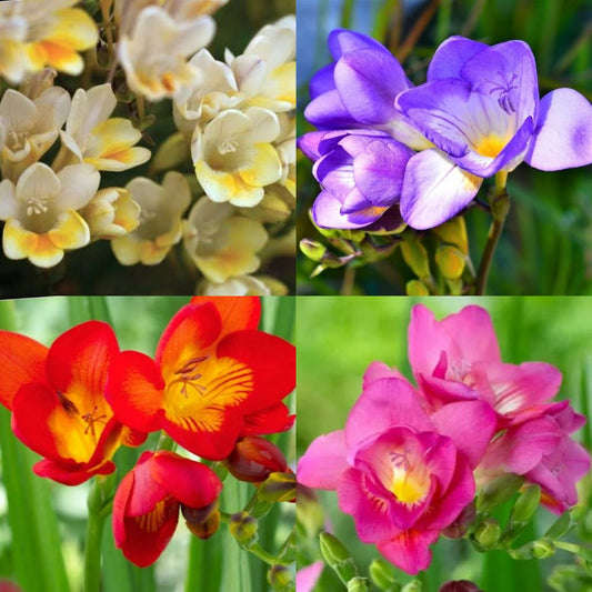  Freesia Holland (Mix Bulbs)