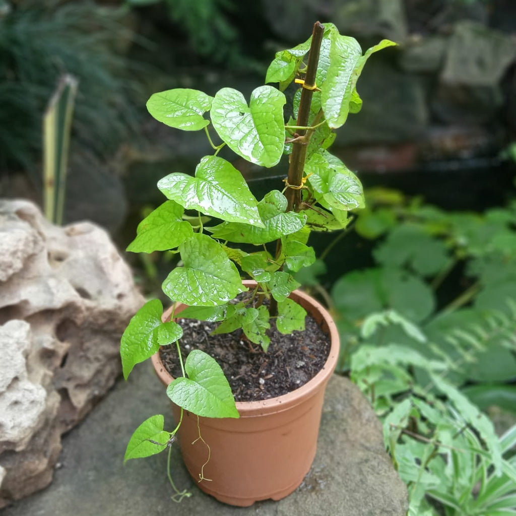  Honolulu Creeper Plant