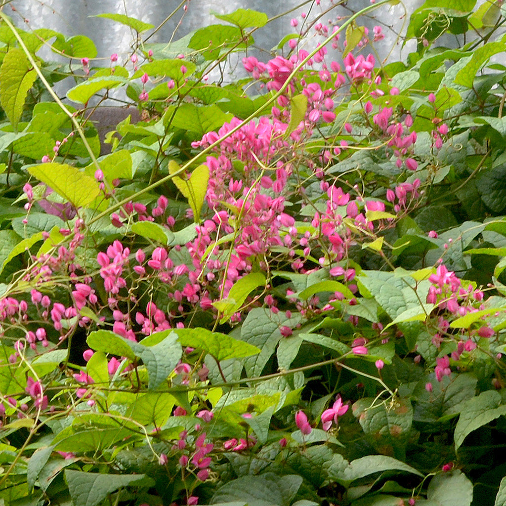  Honolulu Creeper Plant
