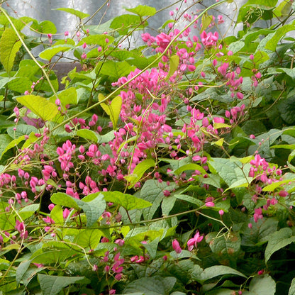  Honolulu Creeper Plant