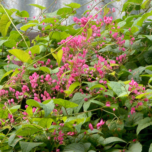  Honolulu Creeper Plant