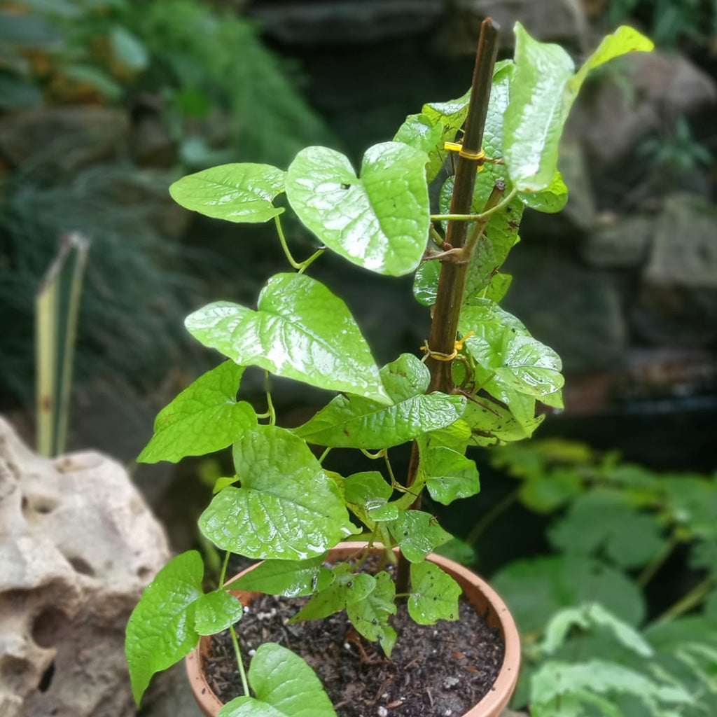  Honolulu Creeper Plant