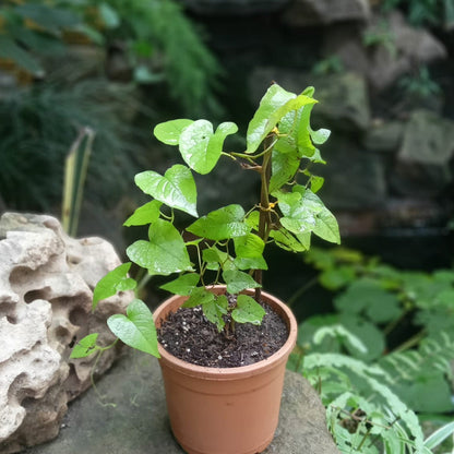  Honolulu Creeper Plant