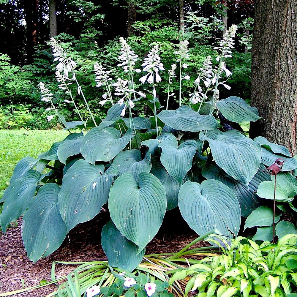  Hosta Funkia Blue