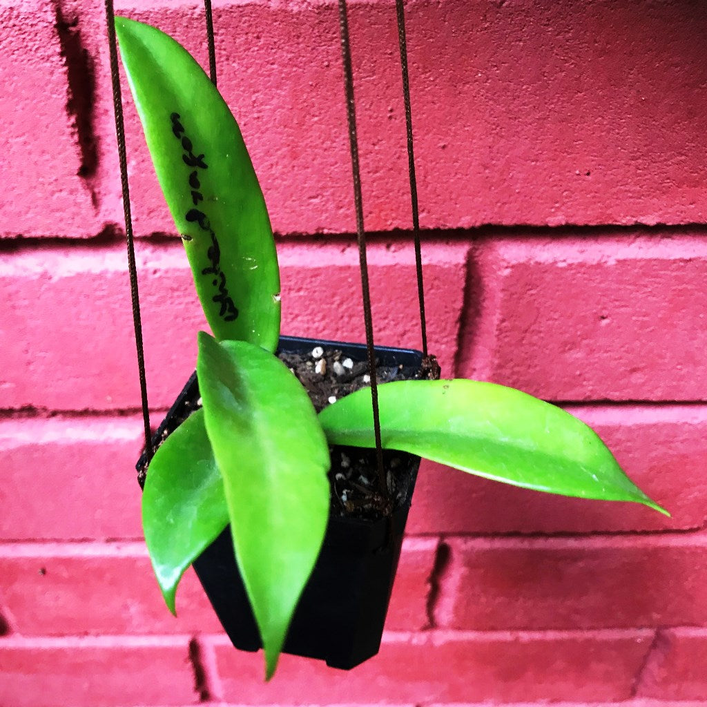  Hoya Pubicalyx White Dragon Plant